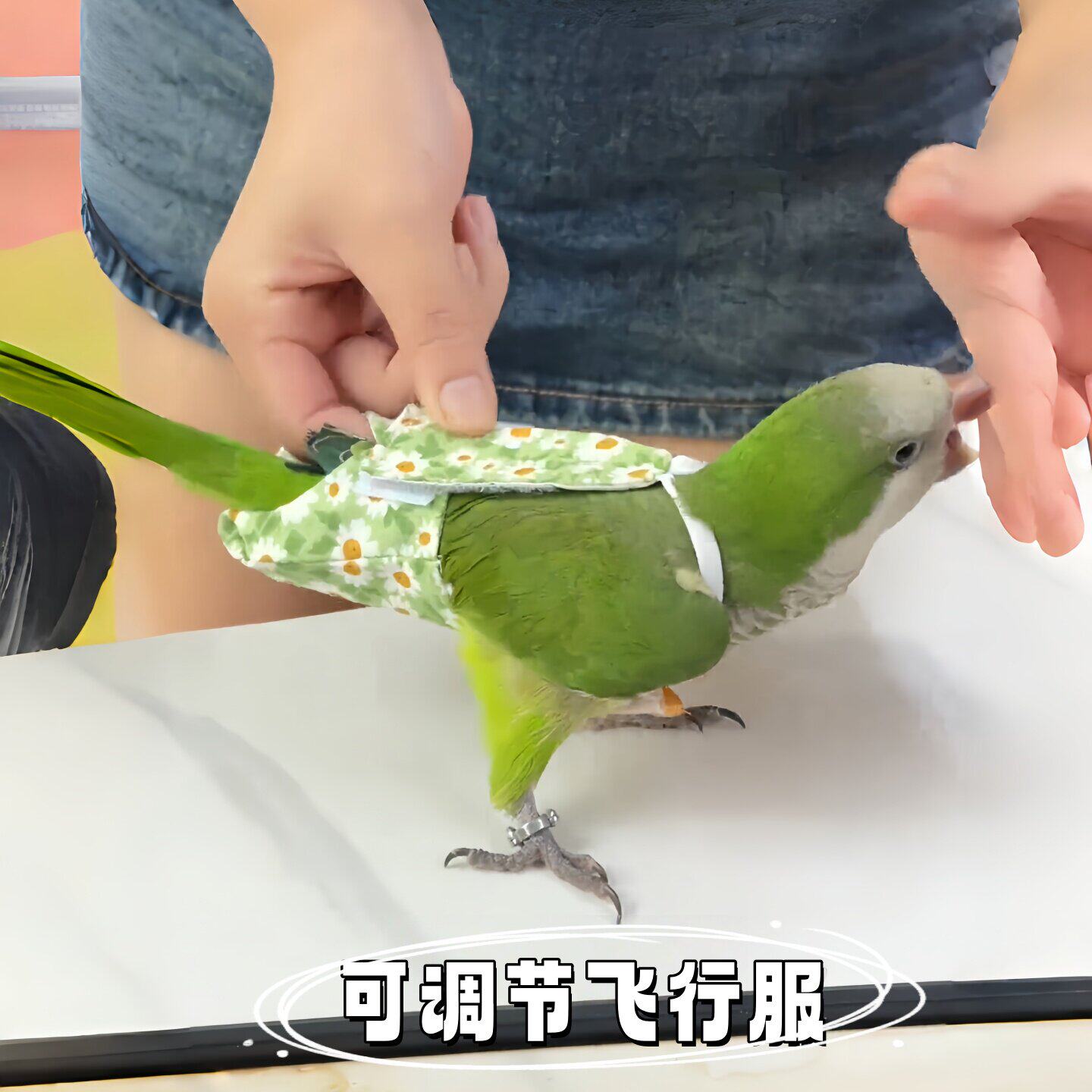 鹦鹉尿不湿牡丹玄凤小太阳可调节便兜小鸟专用新款可爱卡通纸尿裤