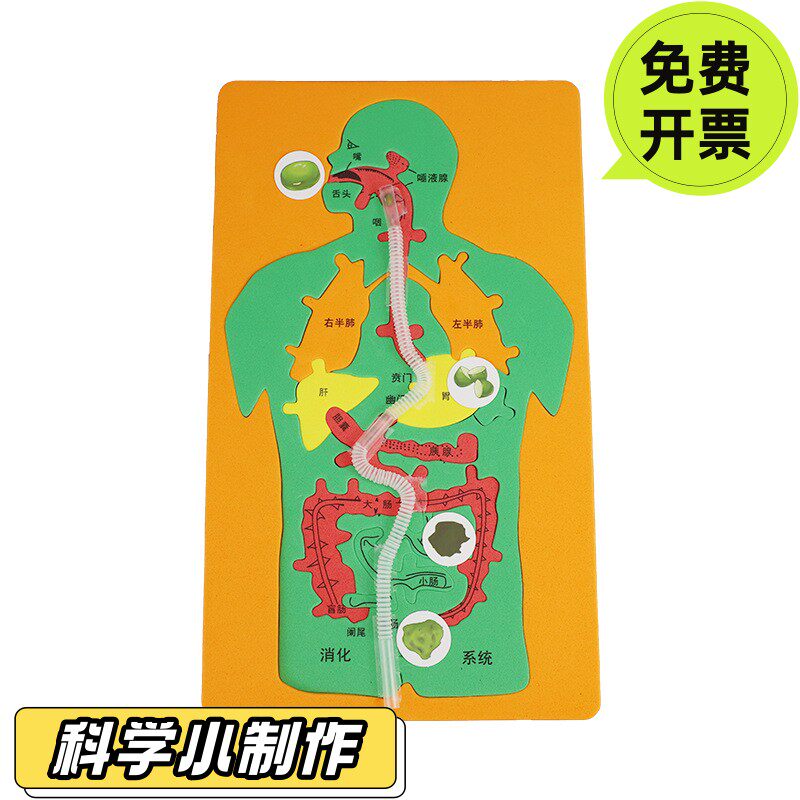 人体消化系统器官模型拼图初中七年级生物小学四年级科学食物旅行