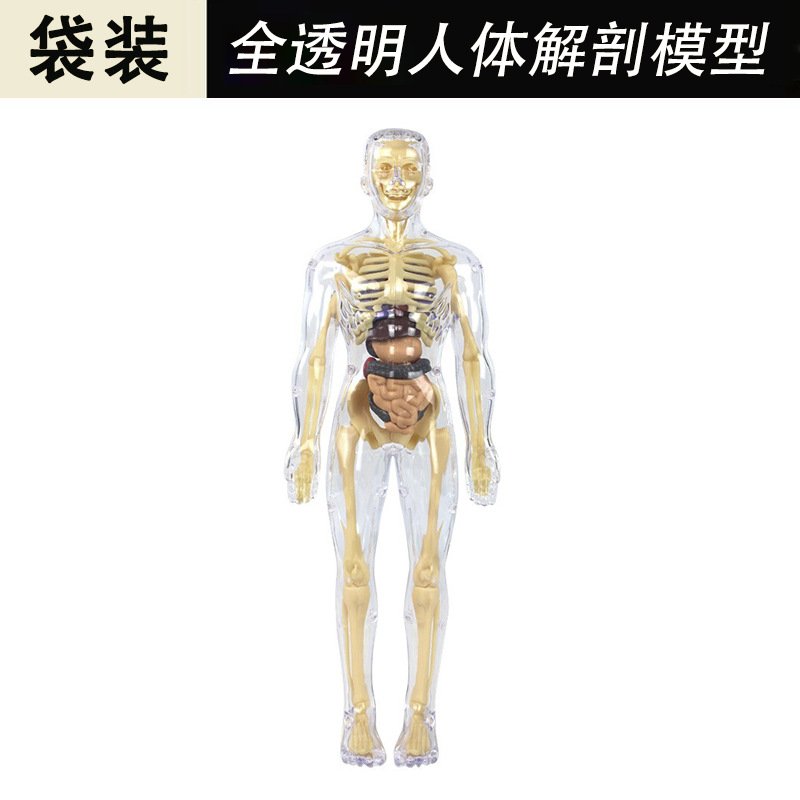 人体结构模型可拆卸拼装全身骨骼器官3d仿真骨架医学解剖儿童玩具