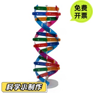 肾过滤肾单位模型手工制作材料包初中生物尿液形成发明DIY小实验