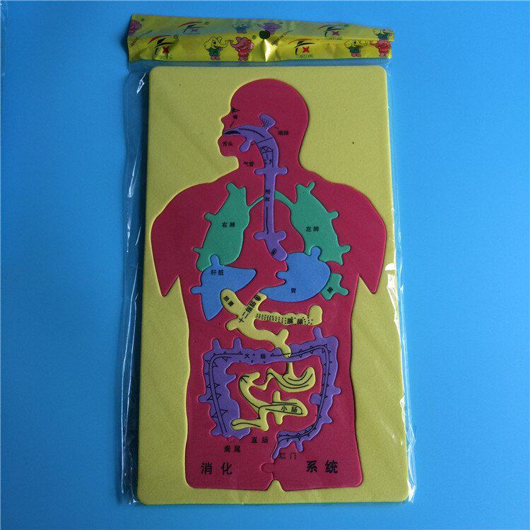 儿童益智科教玩具 人体消化系统内脏拼图eva模型动手动脑创意J54