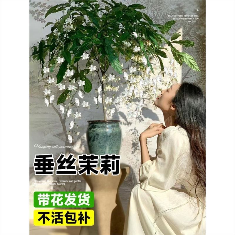 垂丝茉莉盆栽大苗室内花卉绿植泰国阳台J垂吊风车爬藤植物四季开,鲜花速递/花卉仿真/绿植园艺,月季/蔷薇/玫瑰,淘宝优惠券,粉丝福利购,淘宝优惠卷