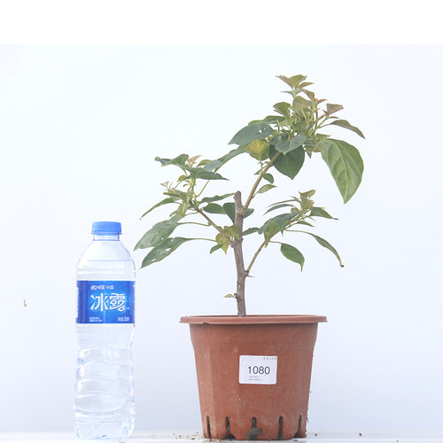 三角梅 日落花苗嫁接苗 盆栽绿植N庭院阳台开花植物