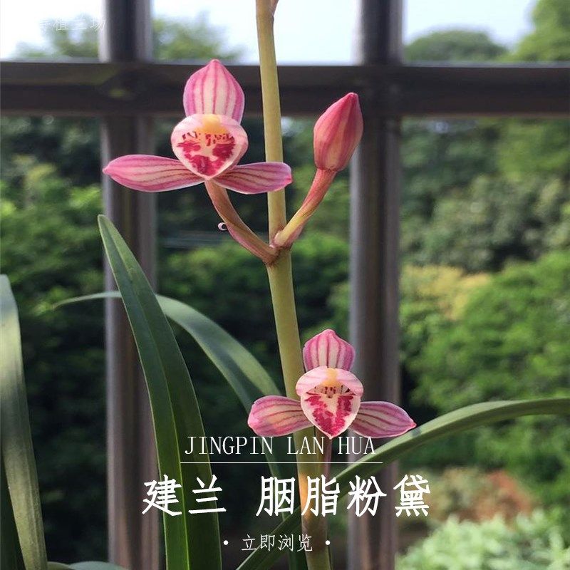 建兰胭脂粉黛桃娇k四季兰花苗浓香型带花苞室内客厅阳台绿植花卉,鲜花速递/花卉仿真/绿植园艺,国兰/杂交兰/洋兰类,淘宝优惠券,粉丝福利购,淘宝优惠卷