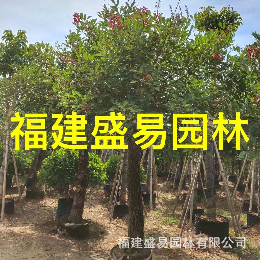 鸡冠刺桐 鸡冠刺桐价格 鸡冠刺桐种植基地 浙江鸡冠刺桐报价