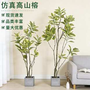 仿真黄边高山榕盆栽橡皮树客厅办公室花卉植物室内大型绿植盆栽