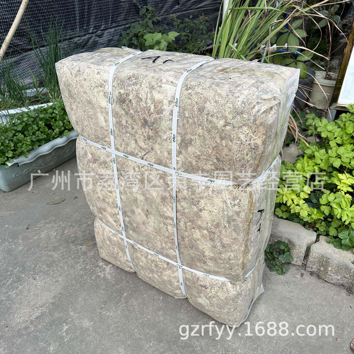 春绿A+级大包装干水苔/苔藓/水草(食虫植物/兰花/微景观用)