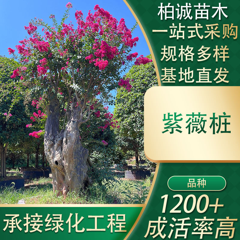 湖南大型基地园林景观工程造型紫薇桩紫微花树百日红现货大量批发
