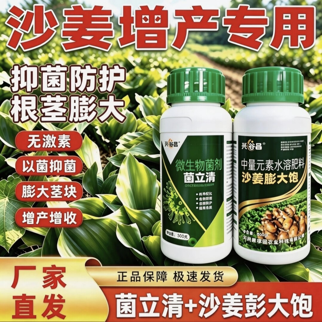 沙姜专用爆姜防病提升抗逆组合增大块根增强免疫促进分芽控旺