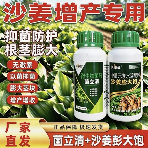 沙姜专用爆姜防病提升抗逆组合增大块根增强免疫促进分芽控旺