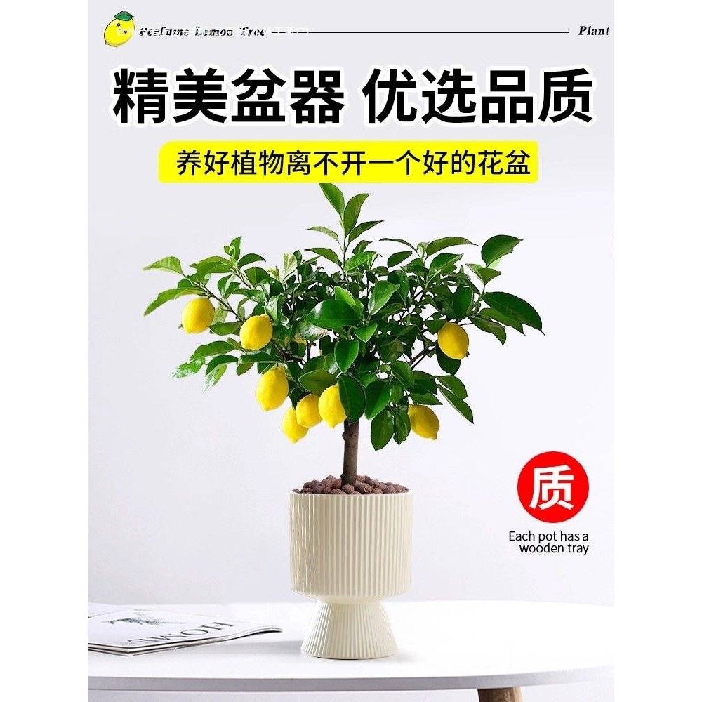 香水柠檬树盆栽带果可食用客厅绿植老桩花卉植物室内阳台名贵好养