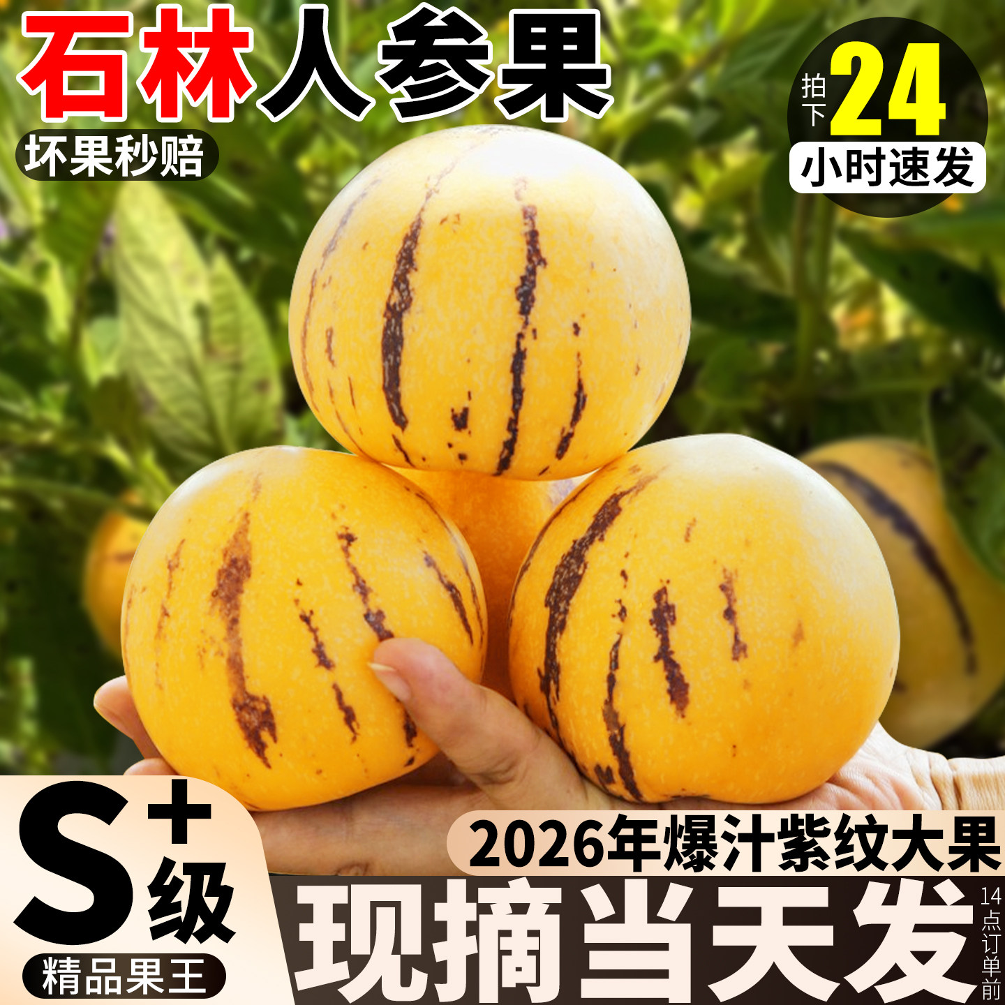 只卖黄肉熟果丨现摘石林人参果
