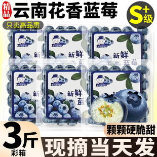 正宗云南花香蓝莓新鲜水果当季蓝梅鲜果现摘高山怡颗孕妇大果整箱