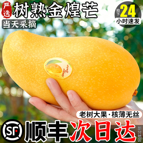 顺丰次日达！树上熟金煌芒