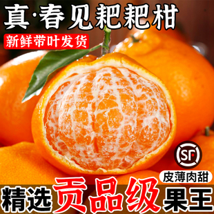 顺丰 正宗四川春见耙耙柑8斤橘子新鲜水果当季粑粑桔子彩箱