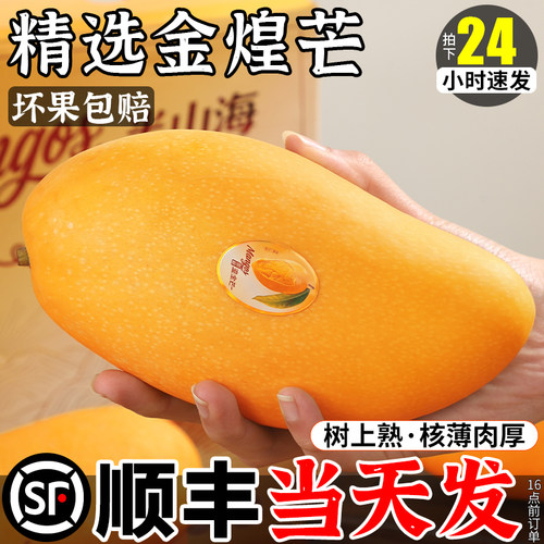 顺丰次日达丨当季树上熟金煌芒