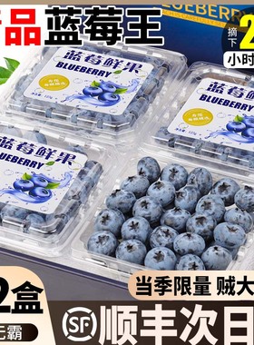 顺丰速发秘鲁蓝莓12盒L25花香鲜果新鲜高端水果当应季蓝梅孕整箱