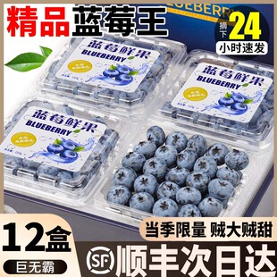 顺丰速发秘鲁蓝莓12盒L25花香鲜果新鲜高端水果当应季 蓝梅孕整箱