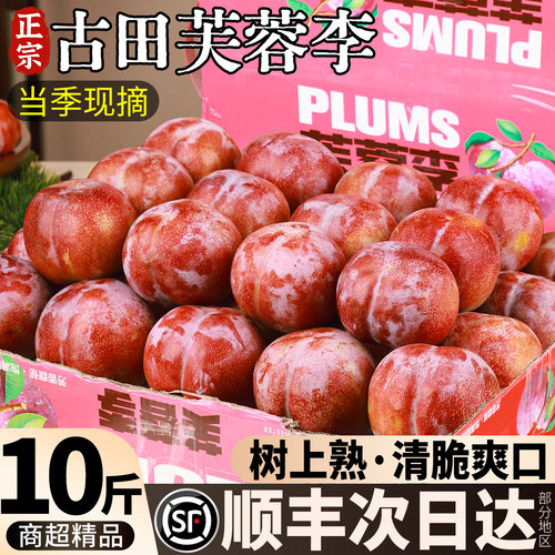 顺丰次日达丨福建古田芙蓉李10斤