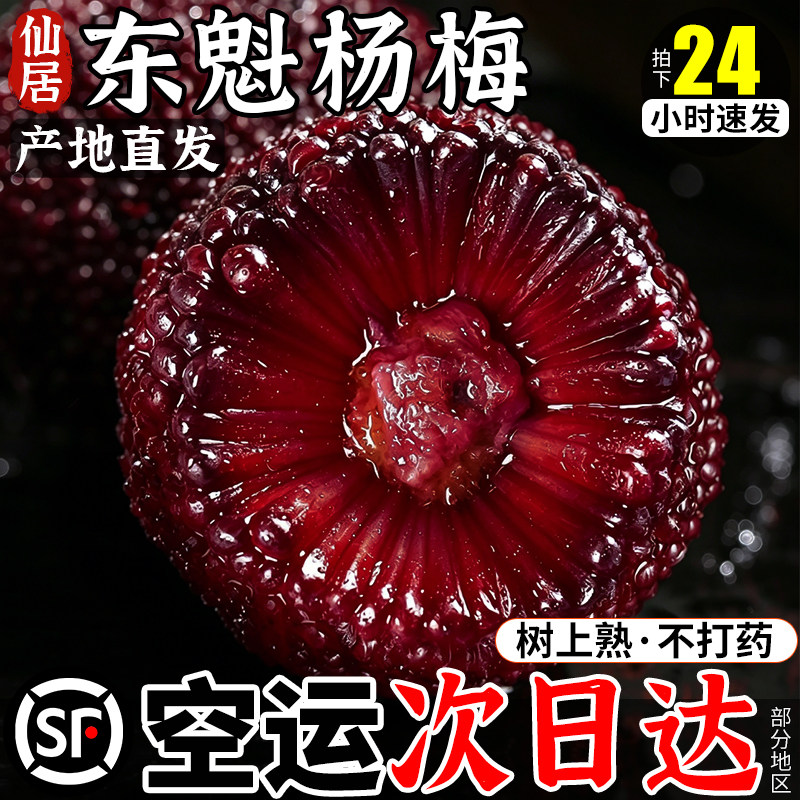 空运次日达！现摘仙居东魁杨梅