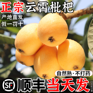 顺丰 云霄枇杷鲜果10斤新鲜水果当季整箱礼盒琵琶大果产地直发