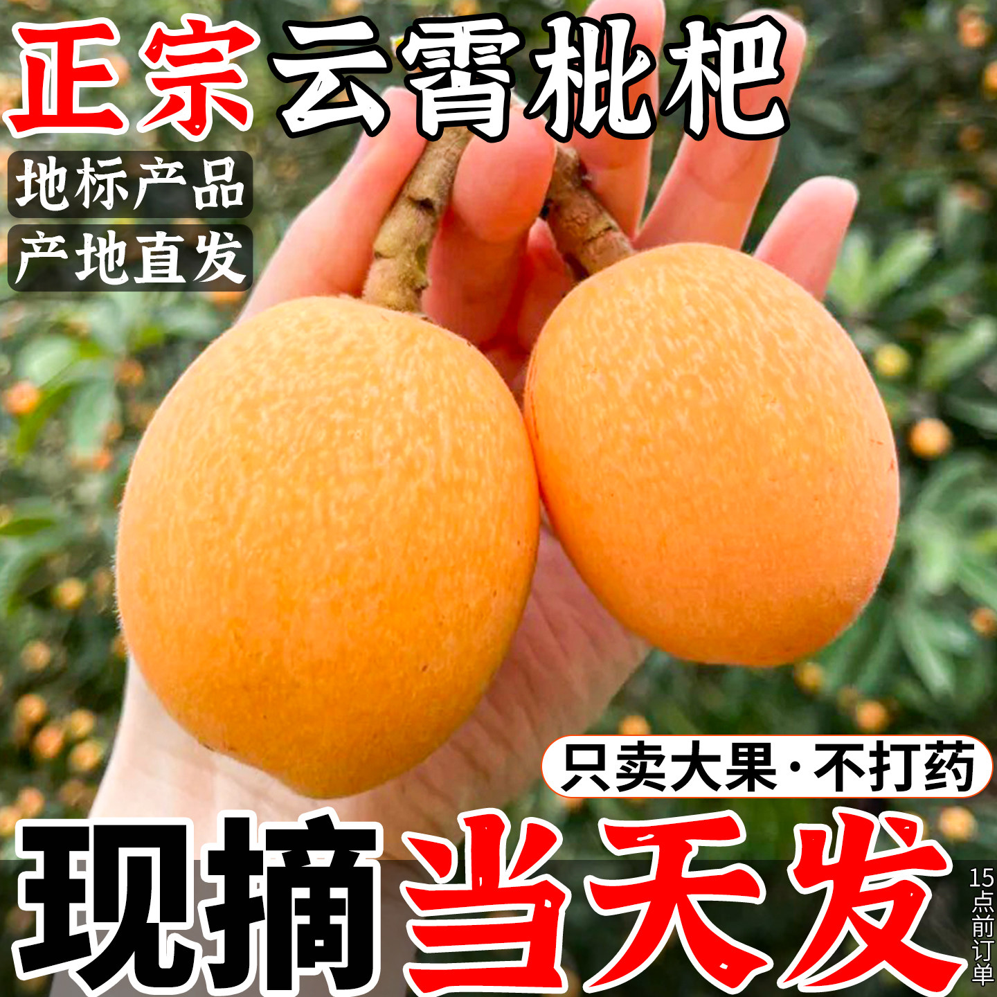 云霄枇杷鲜果10斤大果当季水果现摘批把整箱礼盒琵琶顺丰包邮