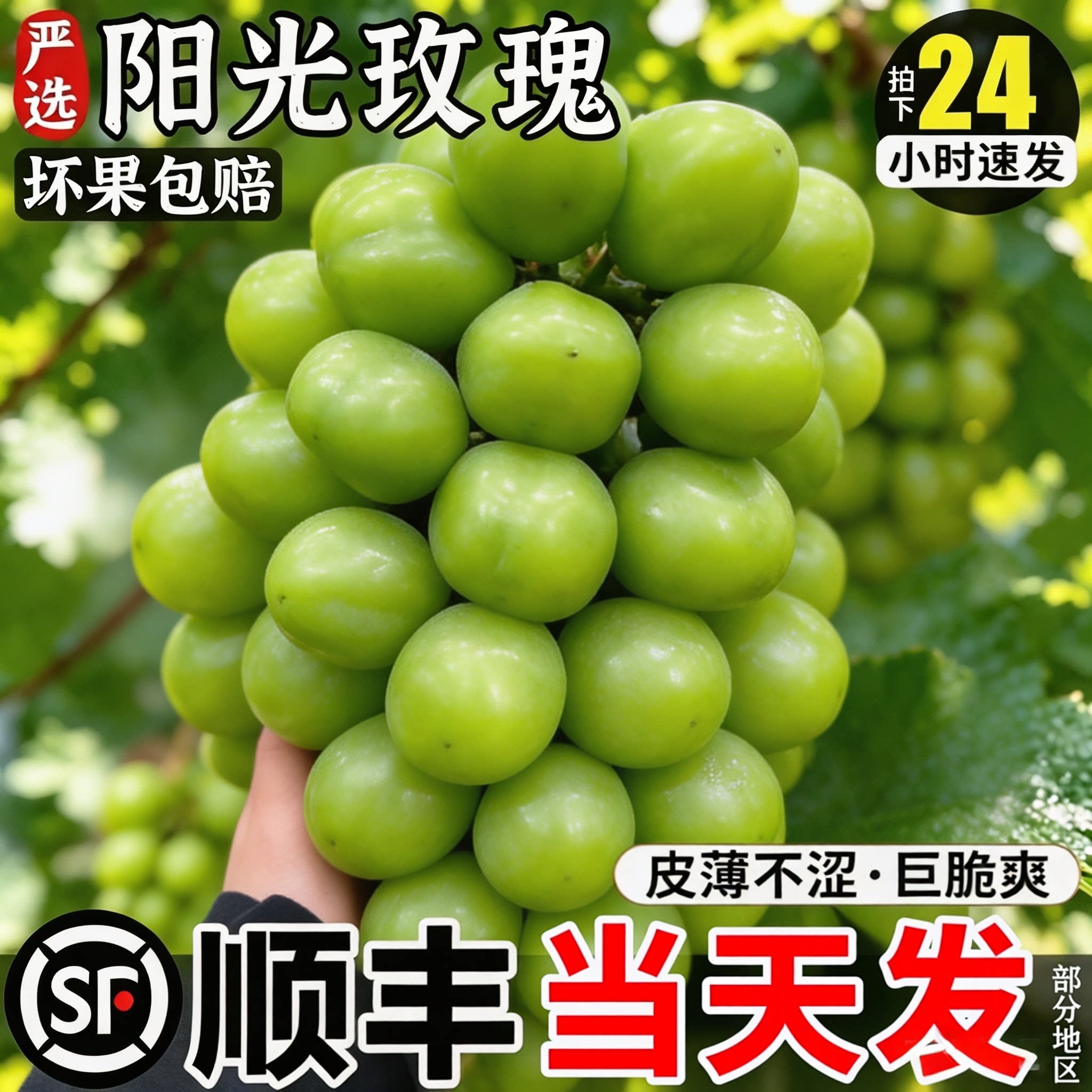 顺丰次日达丨TOP级产区阳光玫瑰