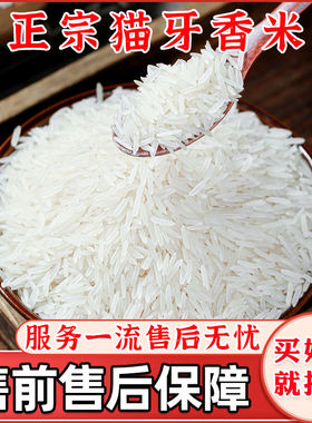 【当季新米】2025正宗猫牙米长粒香长款晚稻米象牙米丝苗大米批发