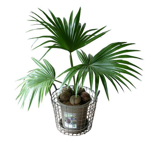 棕榈树绿植蒲葵室内盆栽圆叶轴榈耐热喜阴观叶P植物袖珍喷泉侏儒