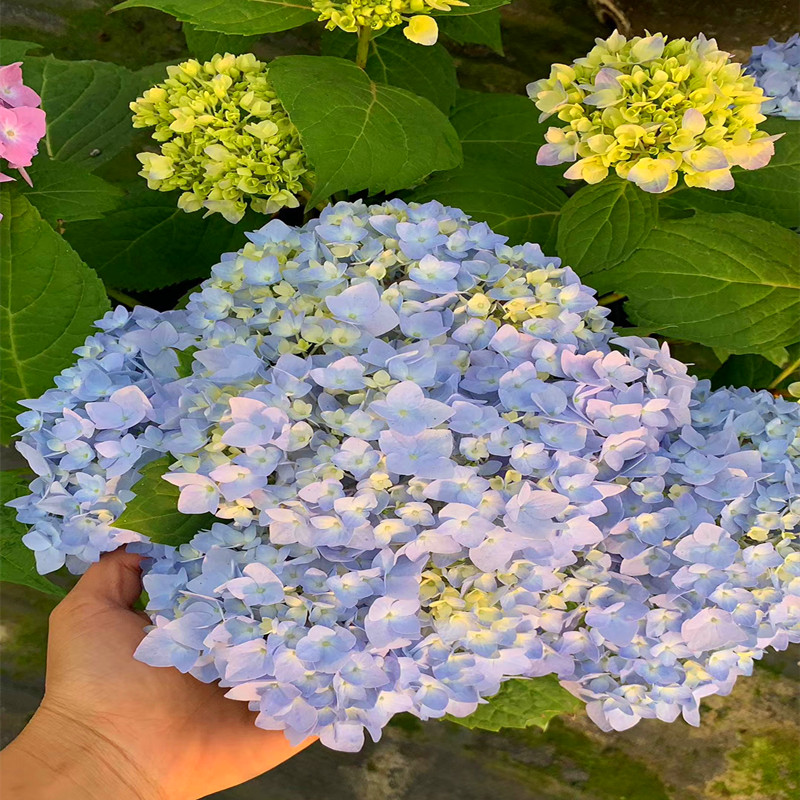 无尽夏绣球花苗盆栽 阳台室内外庭院E种植院耐寒花卉植物 四季开