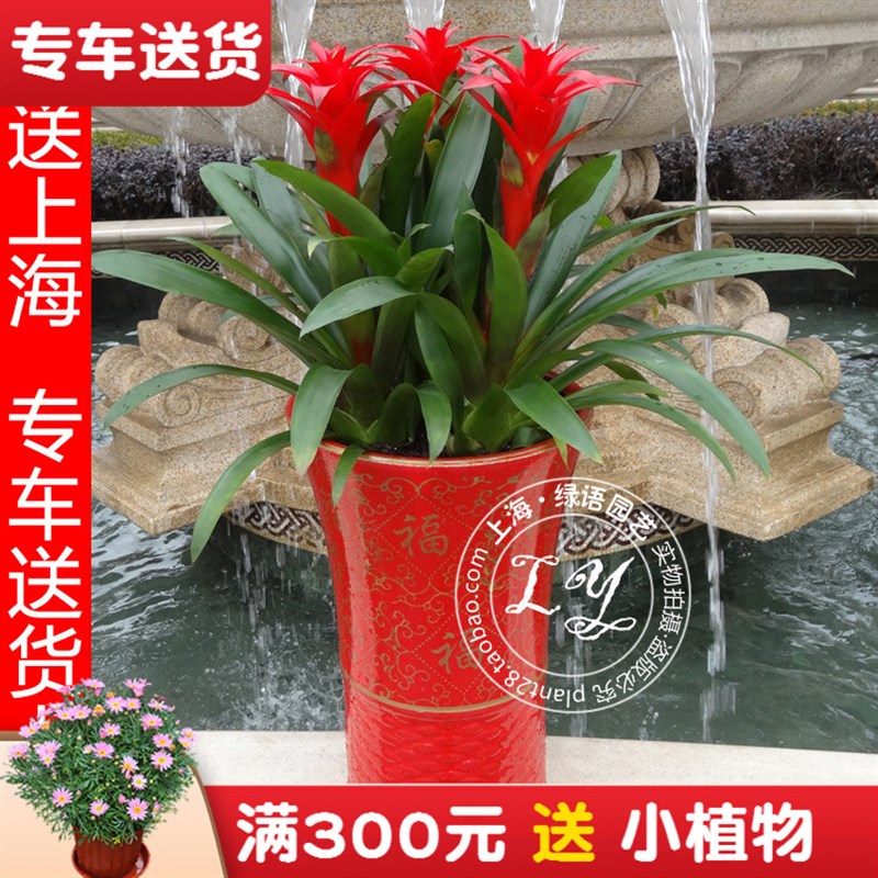 大型鸿运当头盆栽凤梨p植物年宵花卉 室内绿植办公室开业乔迁送礼