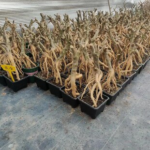 塔黄 塔橙三角梅提根老桩 四季开花爬藤植物花S卉 勤花耐热植物