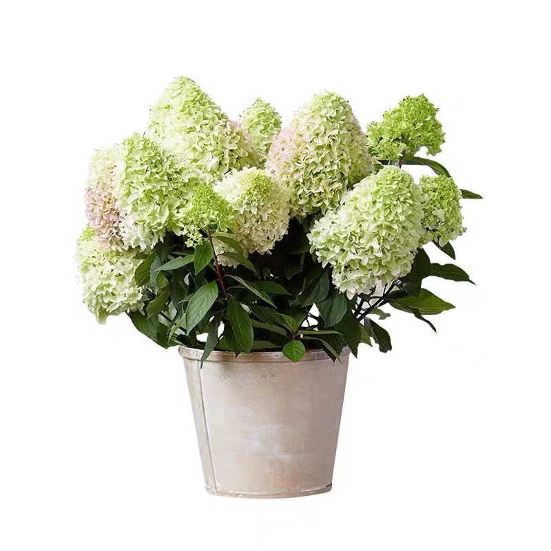 圆锥绣球花d苗盆栽花卉植物室内好养庭院四季开花耐旱耐寒花易成