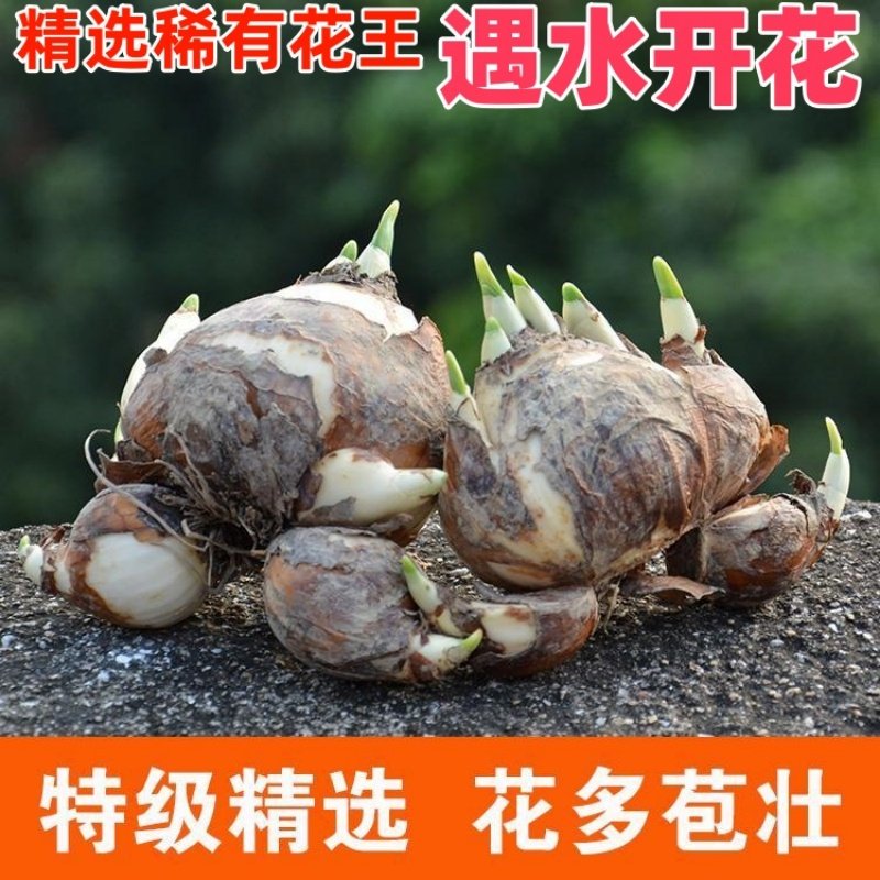 漳州水仙花盆栽种球带花苞水养花卉植物室内阳台四季开花好养易活,鲜花速递/花卉仿真/绿植园艺,红掌/凤梨/温室花卉,淘宝优惠券,粉丝福利购,淘宝优惠卷