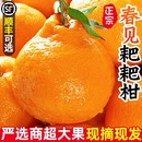 正宗四川春见耙耙柑18斤新鲜水果当季 整箱丑八怪橘子特级粑粑柑桔
