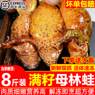 东北林蛙鲜活速冻母豹子满籽母蛤蟆鲜活母林蛙东北母雪蛤整箱顺丰