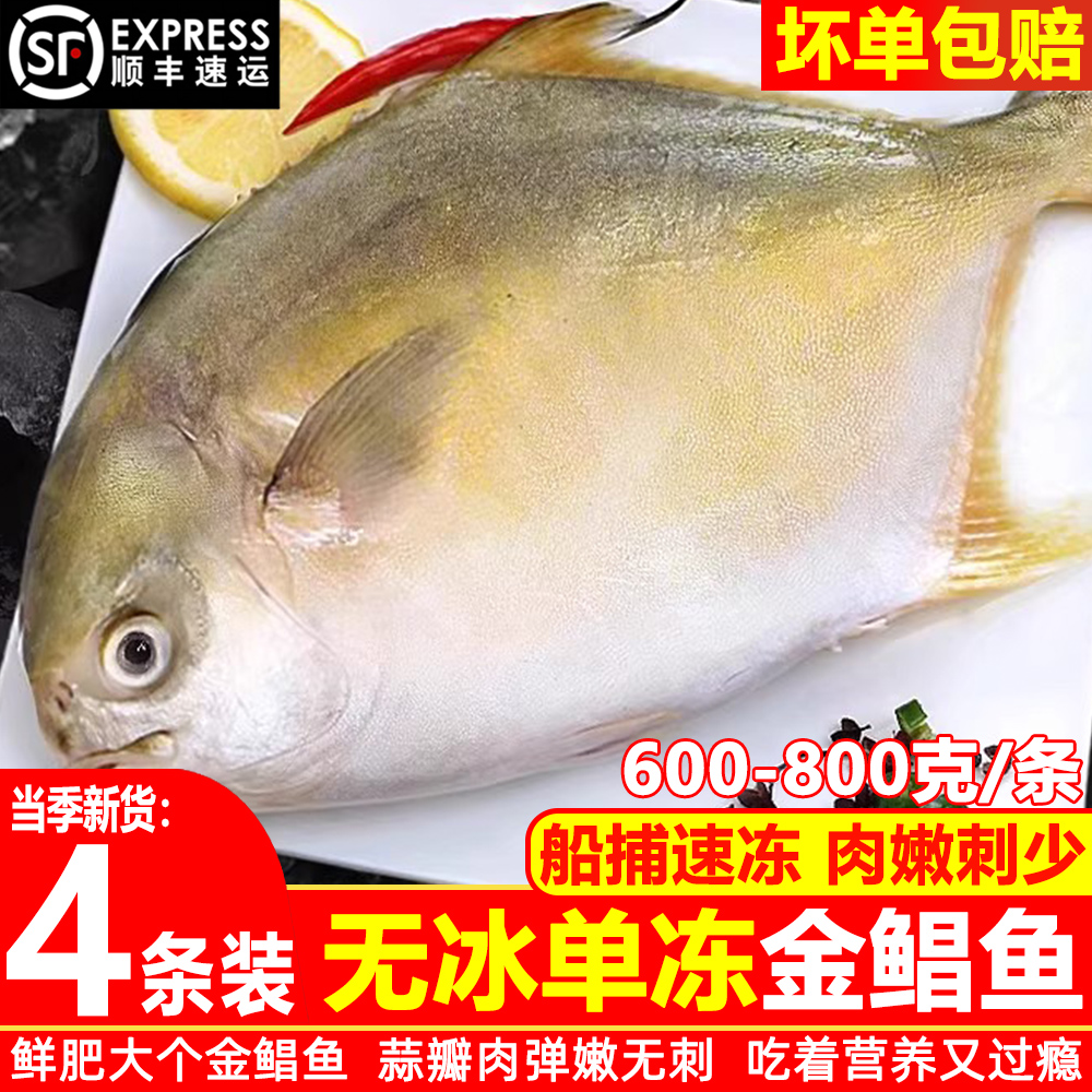 新货金鲳鱼新鲜冷冻整箱