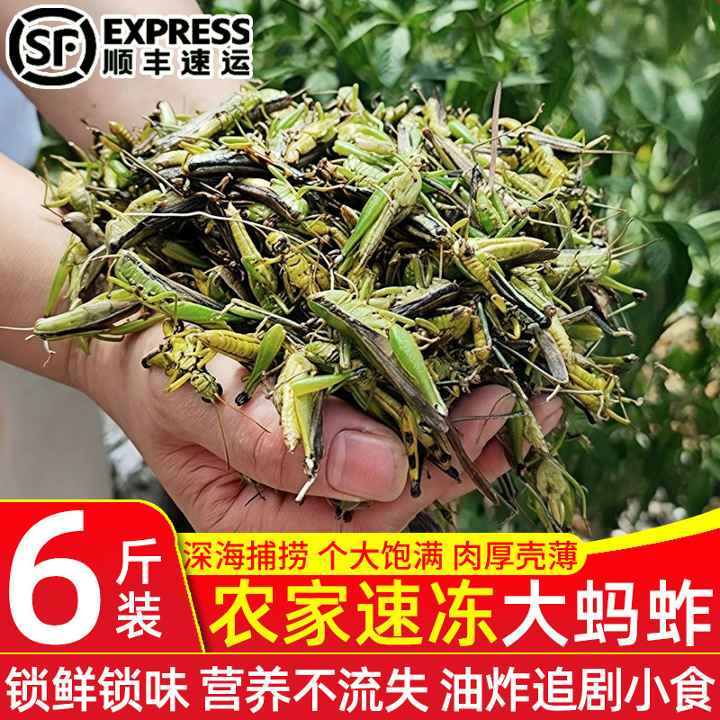 稻谷蚂蚱鲜活速冻稻蝗稻田冰冻蚱蜢稻蝗虫食用昆虫商用整箱批发