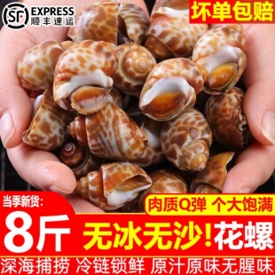 花螺鲜冻顺丰包邮新鲜海螺特大号海鲜水产鲜活冷冻东风螺特大花螺