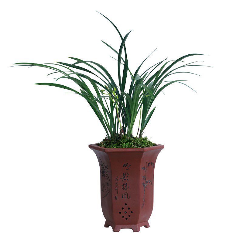 建兰兰花苗四季逸红双娇浓香卉盆景栽土绿带草Q植物名贵花苞小国