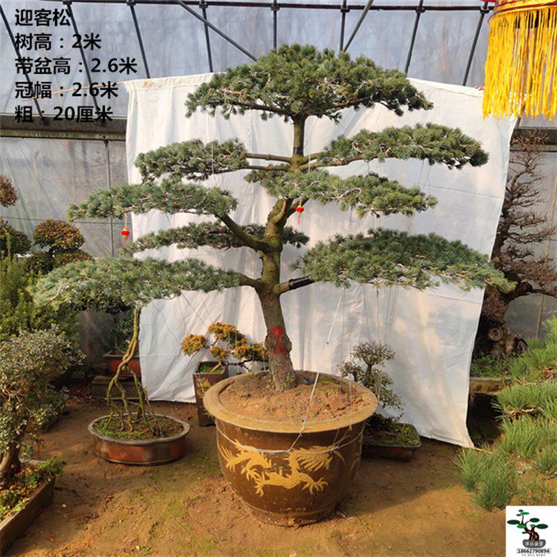 一物一拍 五针松盆景 造型四季常青 好养耐寒绿Z植物 包邮