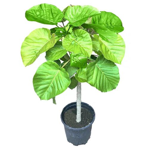 爱心榕盆a栽室内大叶植物琴叶榕办公室客厅大型吸甲醛绿植四季常