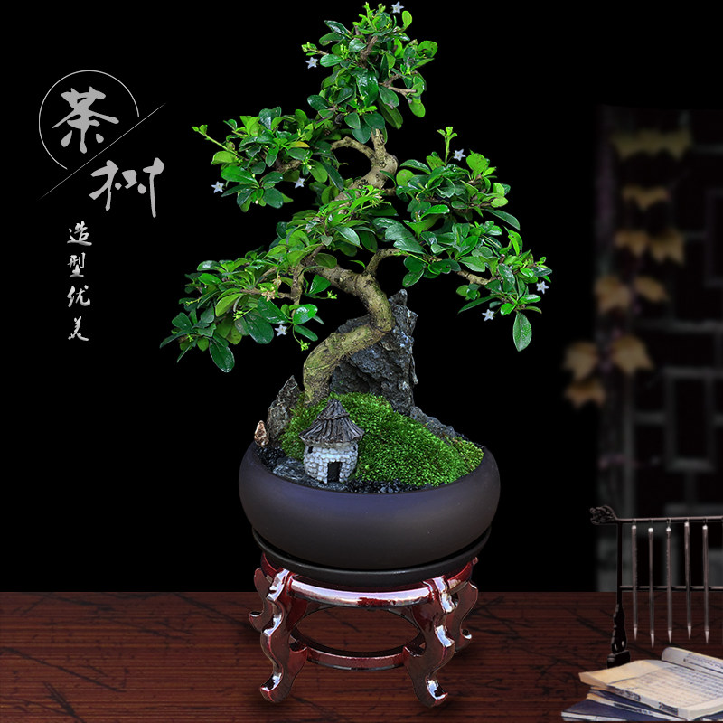 文竹盆栽植物室内办公室绿植桌y面好养花卉客厅发财树造型松树盆