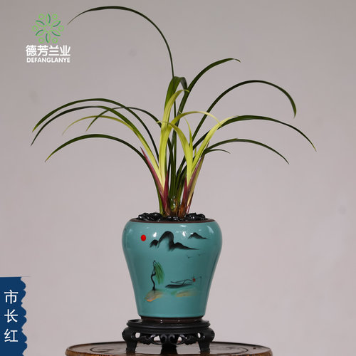 德芳兰业兰花苗建兰市长红带瓷盆种好浓I香好养花卉绿植盆栽桌面