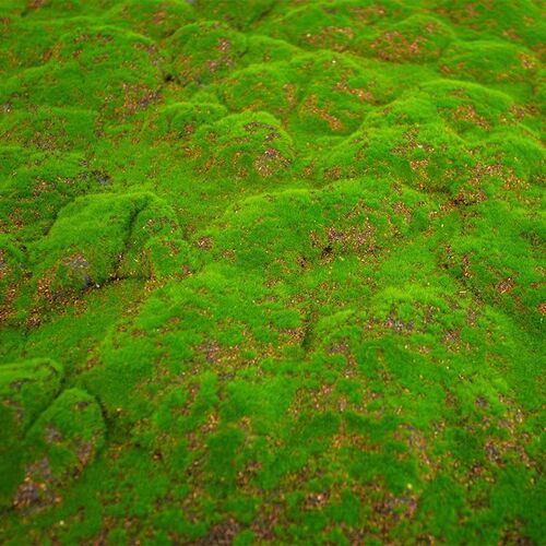 仿真苔藓椰丝青苔草皮微r景观植物造景植物墙橱窗装饰绿植人造草