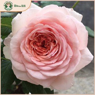 雷叔的花b园亚伯拉罕月季花苗灌木爬藤四季开花浓香庭院花卉盆栽