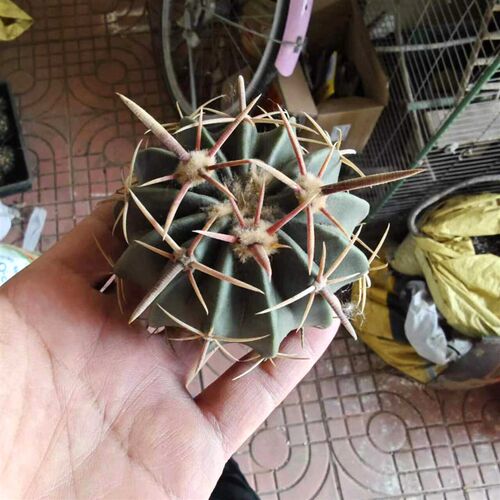 凌波仙人球开花羽n毛状春季开花强刺球好养易开花实生