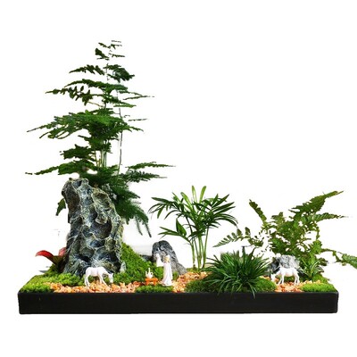 文竹微景观之世外竹林  室内办公室绿植物盆栽四S季常青盆景防辐