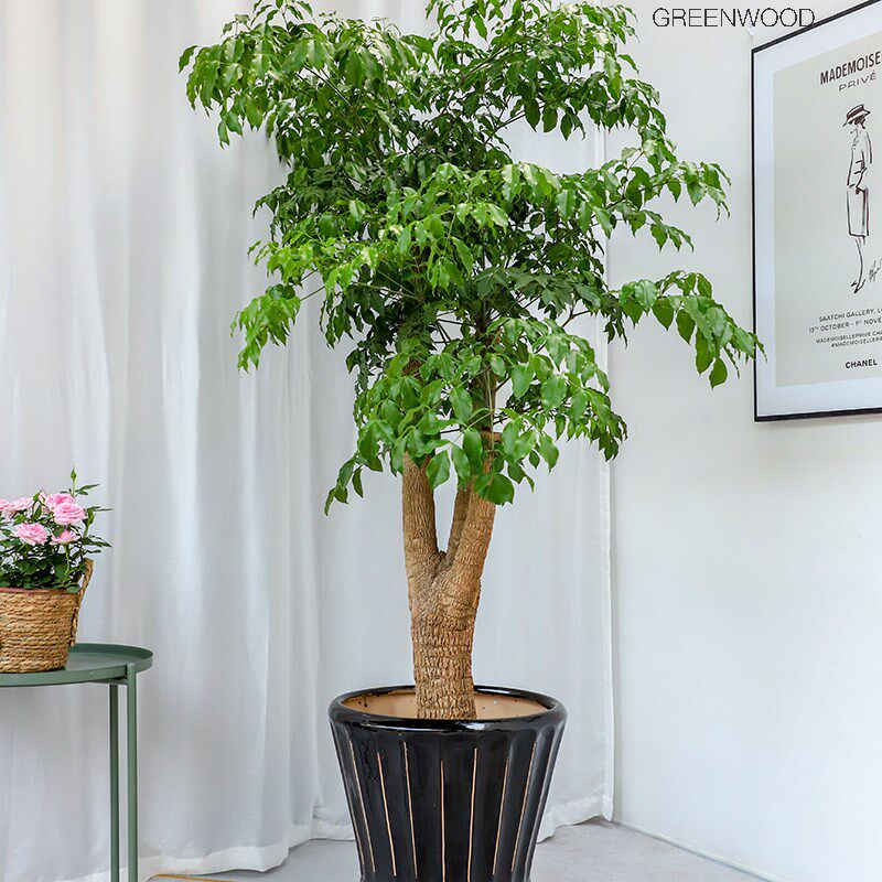 绿森幸福树盆栽室内办公室客厅大型植物开业乔迁送礼W盆栽四季常