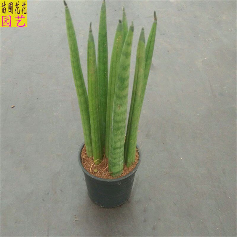 多肉佛天香盆栽 虎尾兰佛w前香棒叶石笔佛手绿植盆景花卉花苗